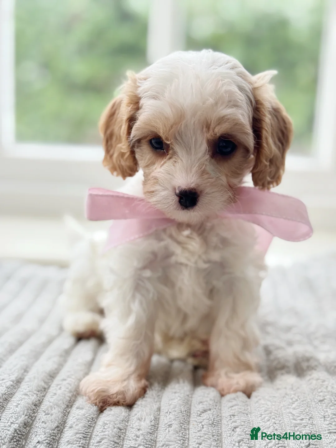 Cavapoo dogs for sale: Stunning F2 cavapoo health tested - Advert 24
