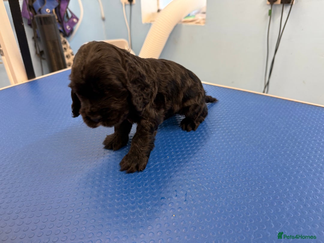 Cocker Spaniel dogs for sale: Beautiful kc registered show cocker spaniels - Image 12