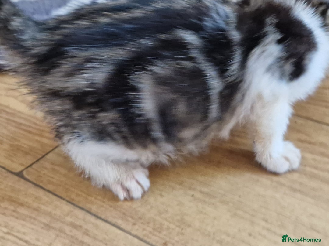 Mixed Breed cats for sale: ready to go - Image 5