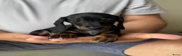 Dachshund dogs for sale: Miniature dachshund puppies  - Advert 16