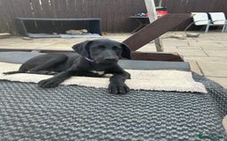 Lurcher dogs for sale: Lurcher puppy for sale - Image 1