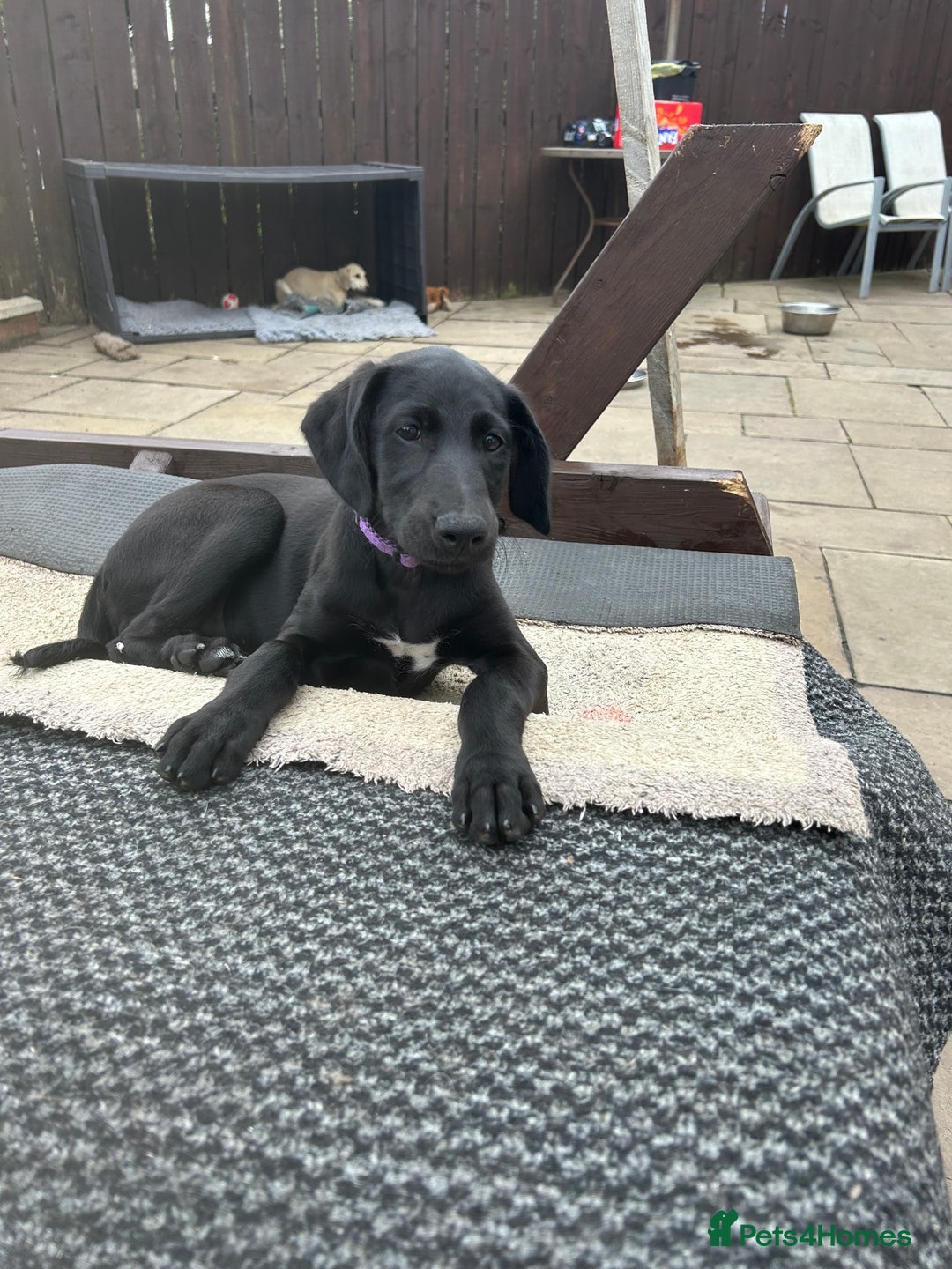 Lurcher dogs for sale: Lurcher puppy for sale - Image 1