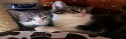 Domestic Shorthair cats for sale: Adorable Tabby Kittens for Sale - UK - Advert 13