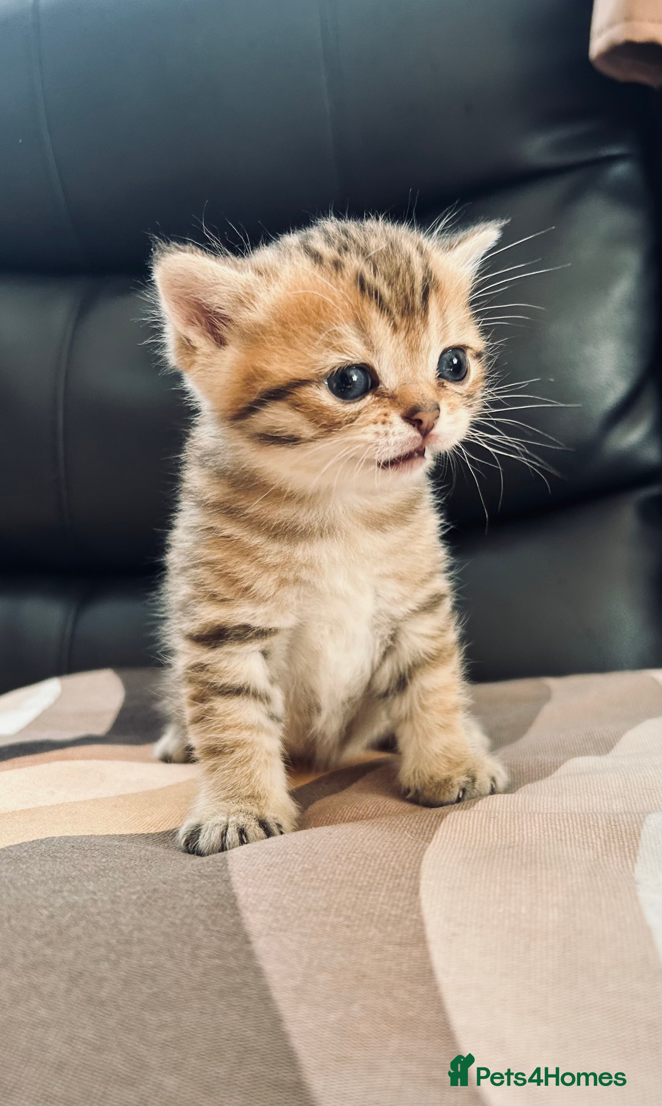 British Shorthair cats British shorthair chocolate boy  - Advert 14