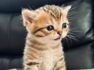 British Shorthair cats British shorthair chocolate boy - Advert 14