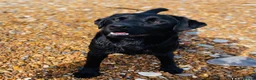 Labrador Retriever dogs for sale: Stunning, Health Tested Parents, KC Lab Puppies - Advert 21