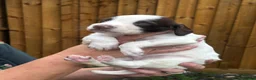 English Springer Spaniel dogs for sale: Exceptional pedigree springers Dam FTAW Sire FTCh in Tilbury - Advert 15