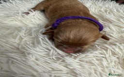 Mixed Breed dogs for sale: Cavapoochon Puppies  - Image 5
