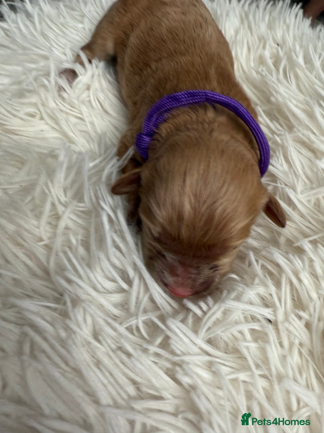 Mixed Breed dogs for sale: Cavapoochon Puppies  - Image 5