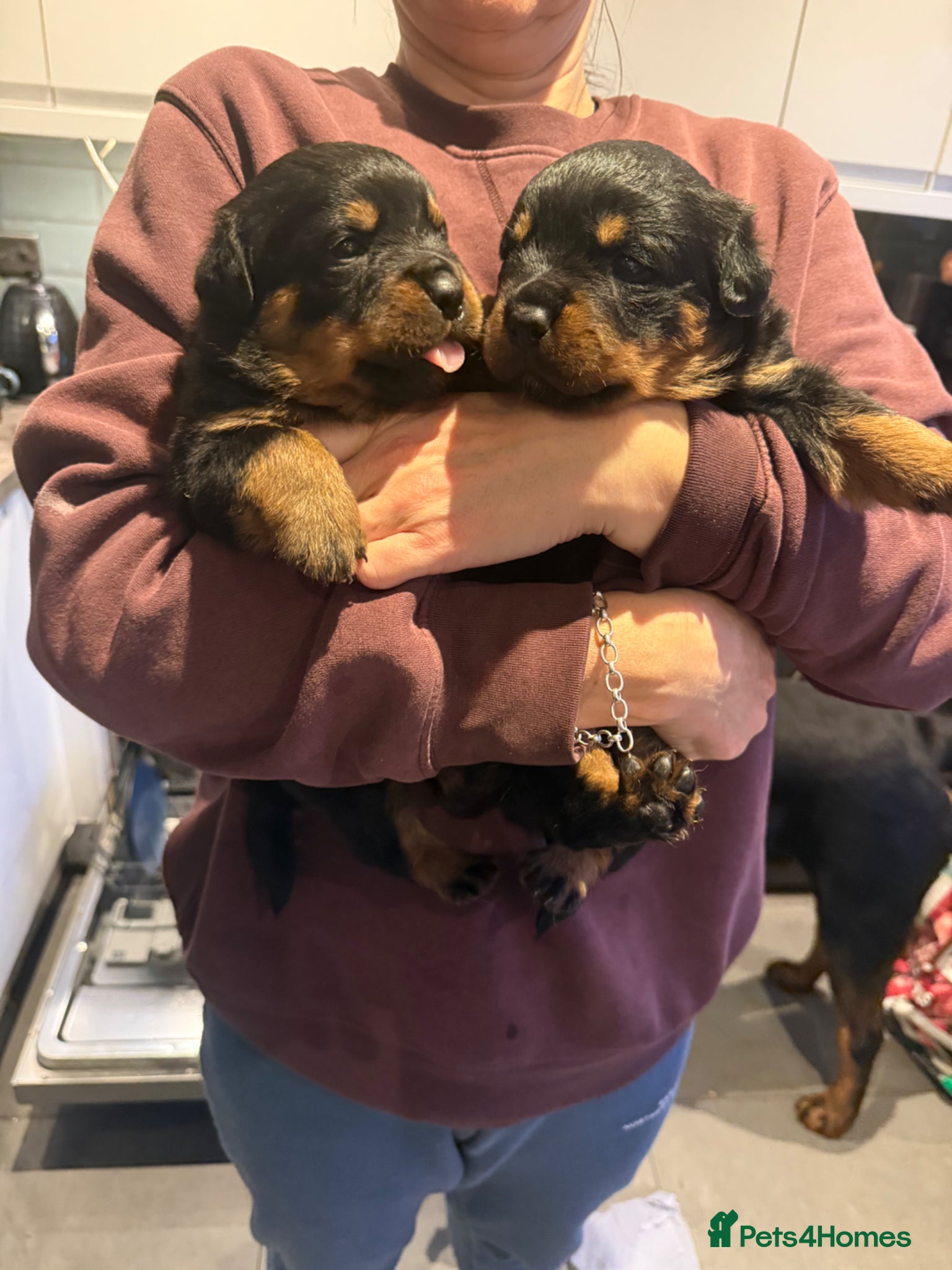 Rottweiler dogs Rottweiler Puppies - Advert 7