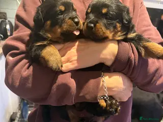 Rottweiler dogs Rottweiler Puppies - Advert 7