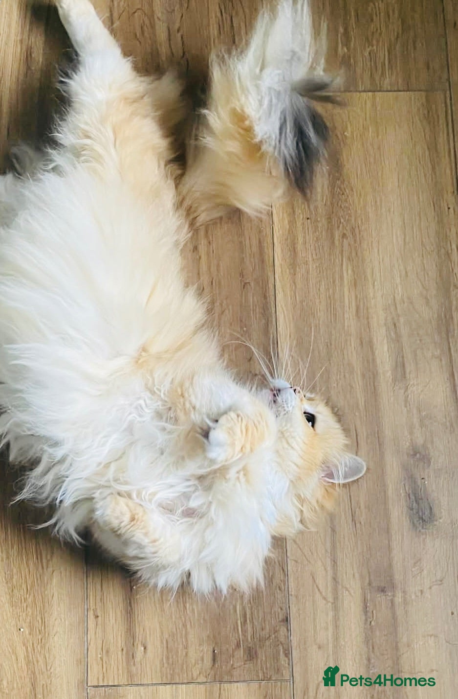 British Longhair cats Esmeralda the diamond  - Advert 1