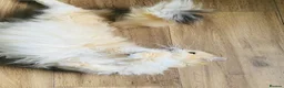 British Longhair cats for sale: Esmeralda the diamond  - Advert 3