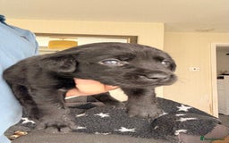 Labrador Retriever dogs for sale: Kc Reg Labrador  Puppies Health Tested Parents - Image 31