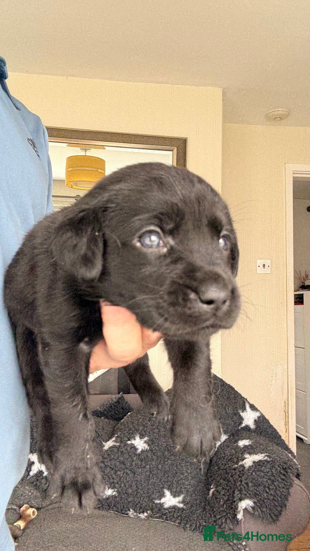 Labrador Retriever dogs for sale: Kc Reg Labrador  Puppies Health Tested Parents - Image 31