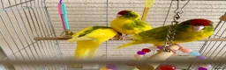 Parakeets birds for sale: 4 Hand Reared Baby Kakarikis  - Advert 5