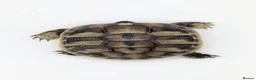 Hermann Tortoise reptiles for sale: Captive Bred Hermanns Tortoise in Ringwood - Advert 6