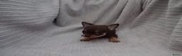 Chihuahua dogs for sale: Short Haired Chihuahua Apple Head KC Reg Puppies - Advert 29