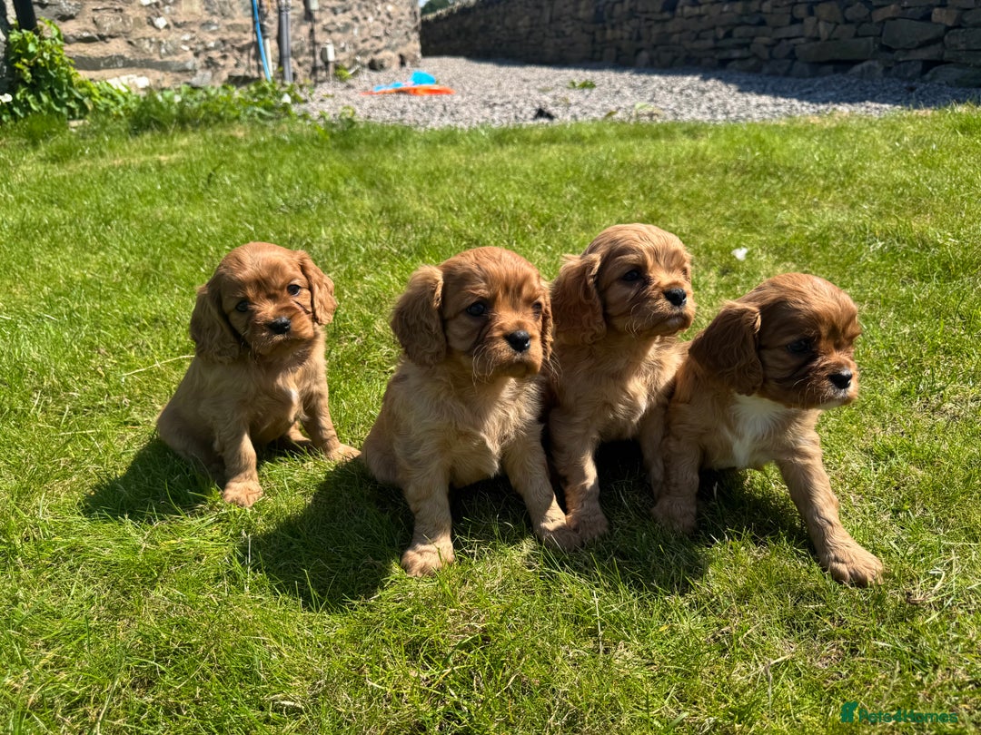 Cavalier King Charles Spaniel dogs for sale: Stunning cavalier King Charles spaniel puppies. - Image 11