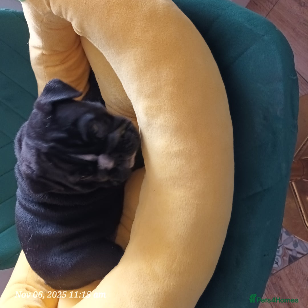 English Bulldog dogs for sale: Beautiful English buldog awaiting for new parents - Image 14