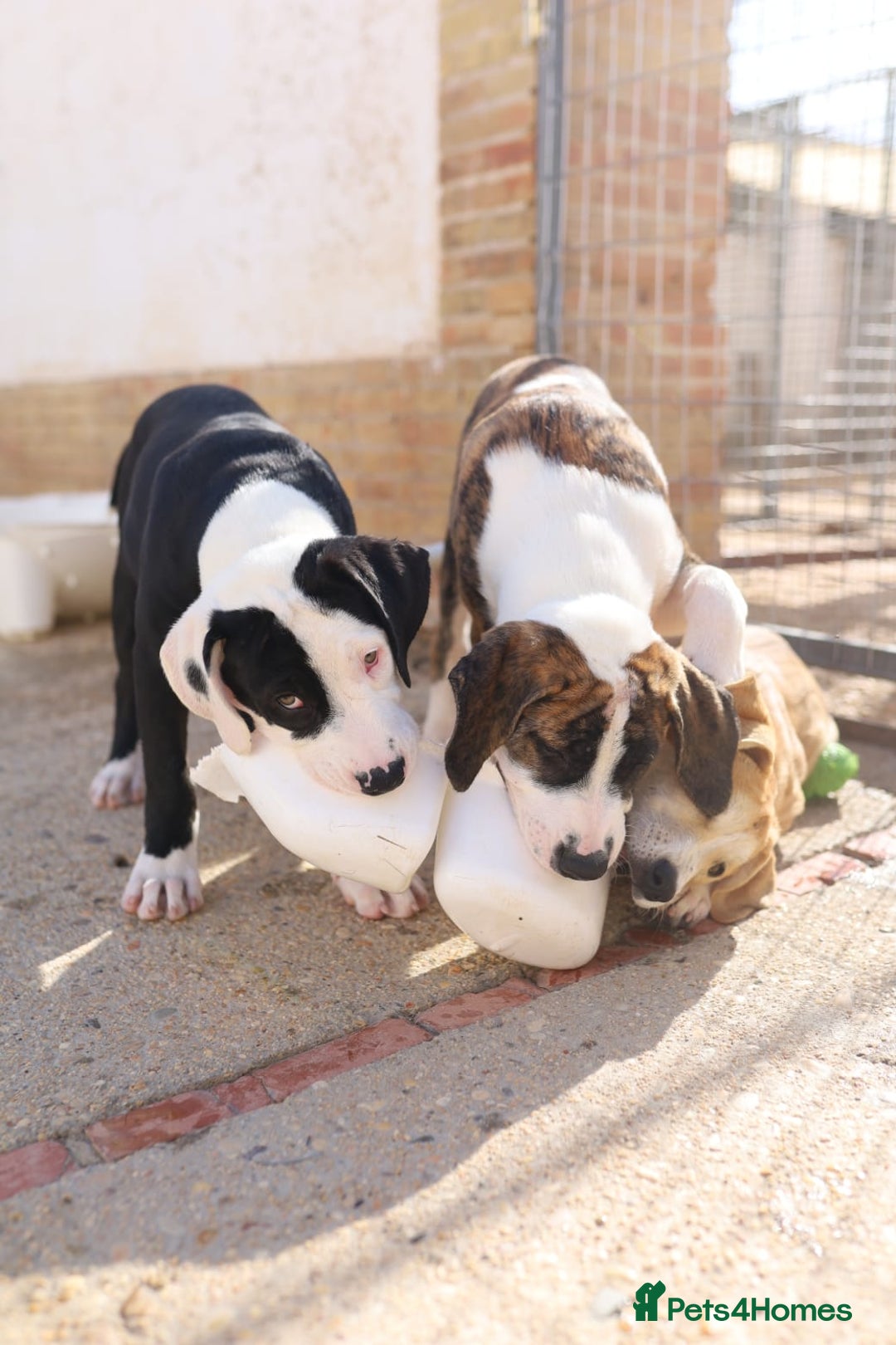 Mixed Breed dogs for adoption: ABANDONED TAN COLOURED PUPPY - Image 8