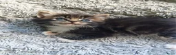 Ragcoon cats for sale: Ragcoon Kittens  - Advert 6