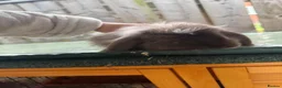 Mini Lion Lop rabbits for sale: Two female mini lop rabbits  - Advert 6