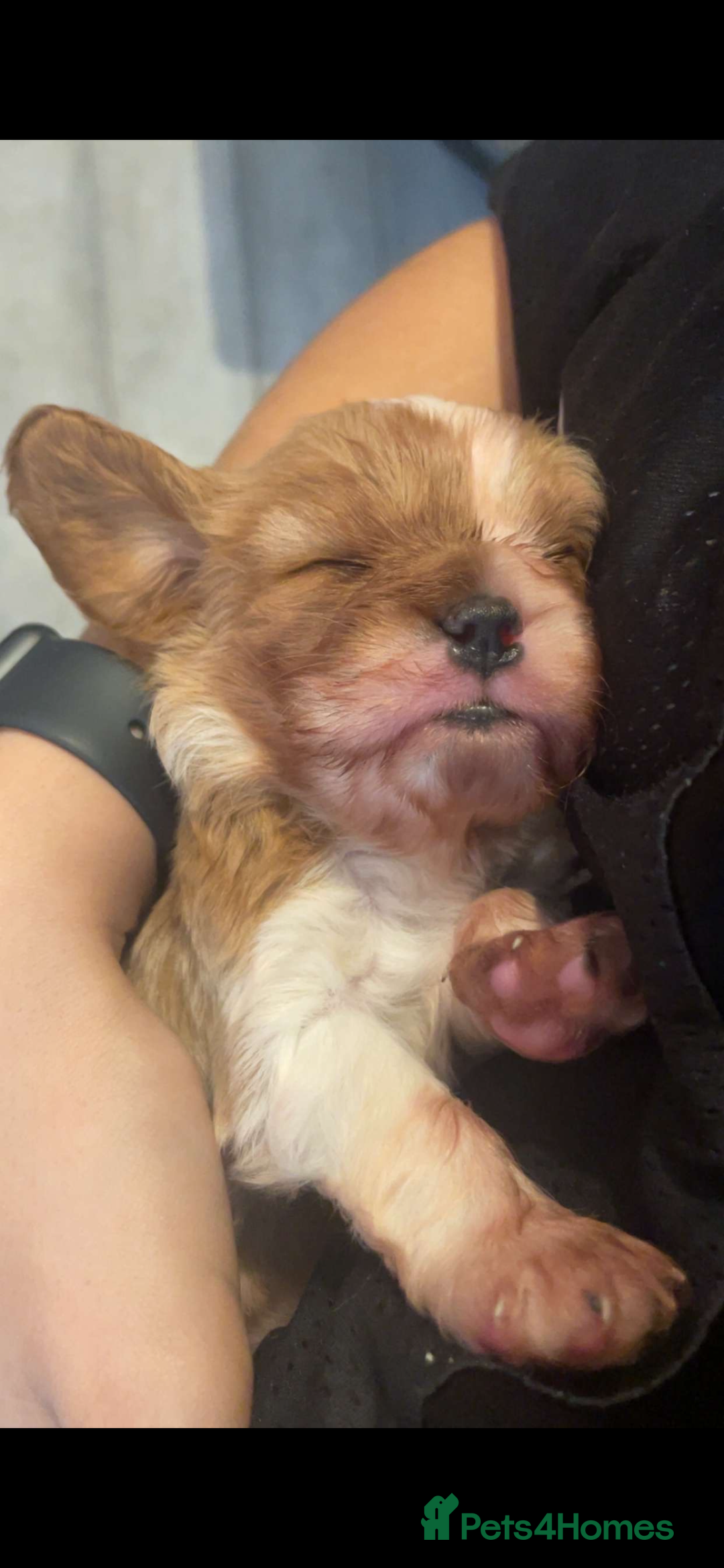 Cavalier King Charles Spaniel dogs for sale: Cavalier King Charles spaniel puppy - Advert 2