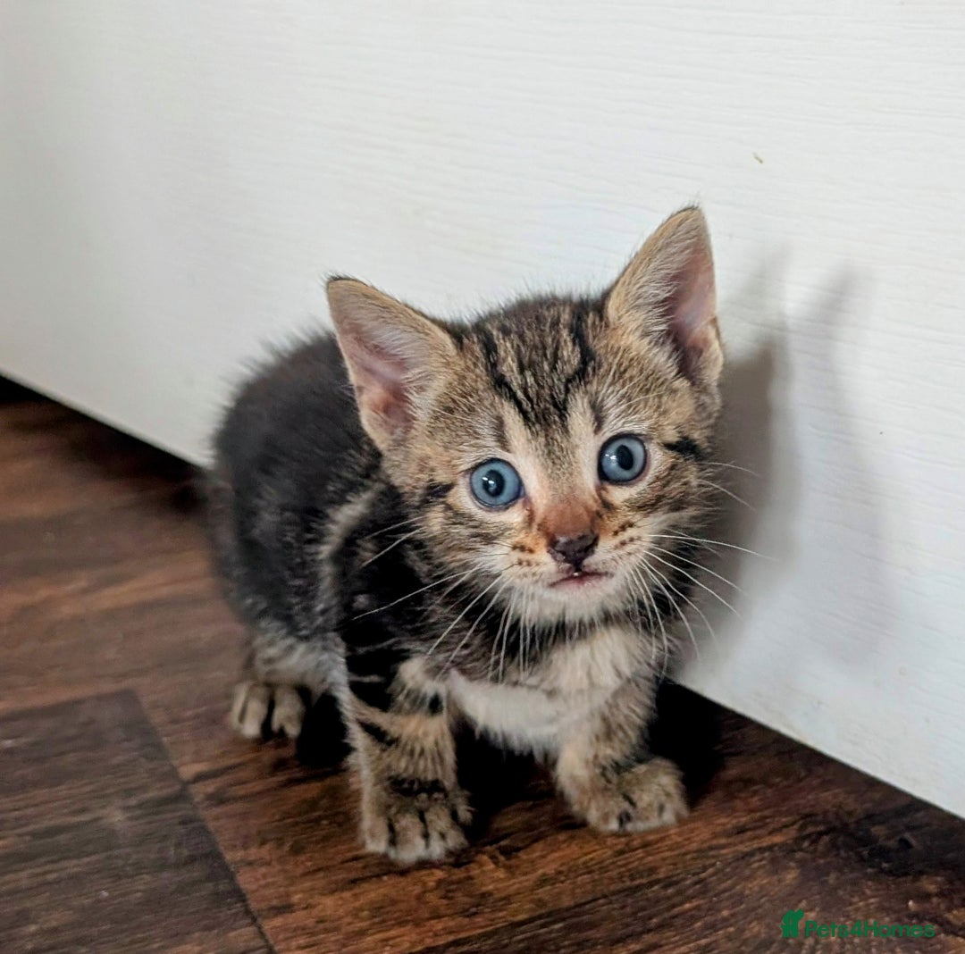 Mixed Breed cats for sale: 4 beautiful kittens looking for their forever home - Image 5