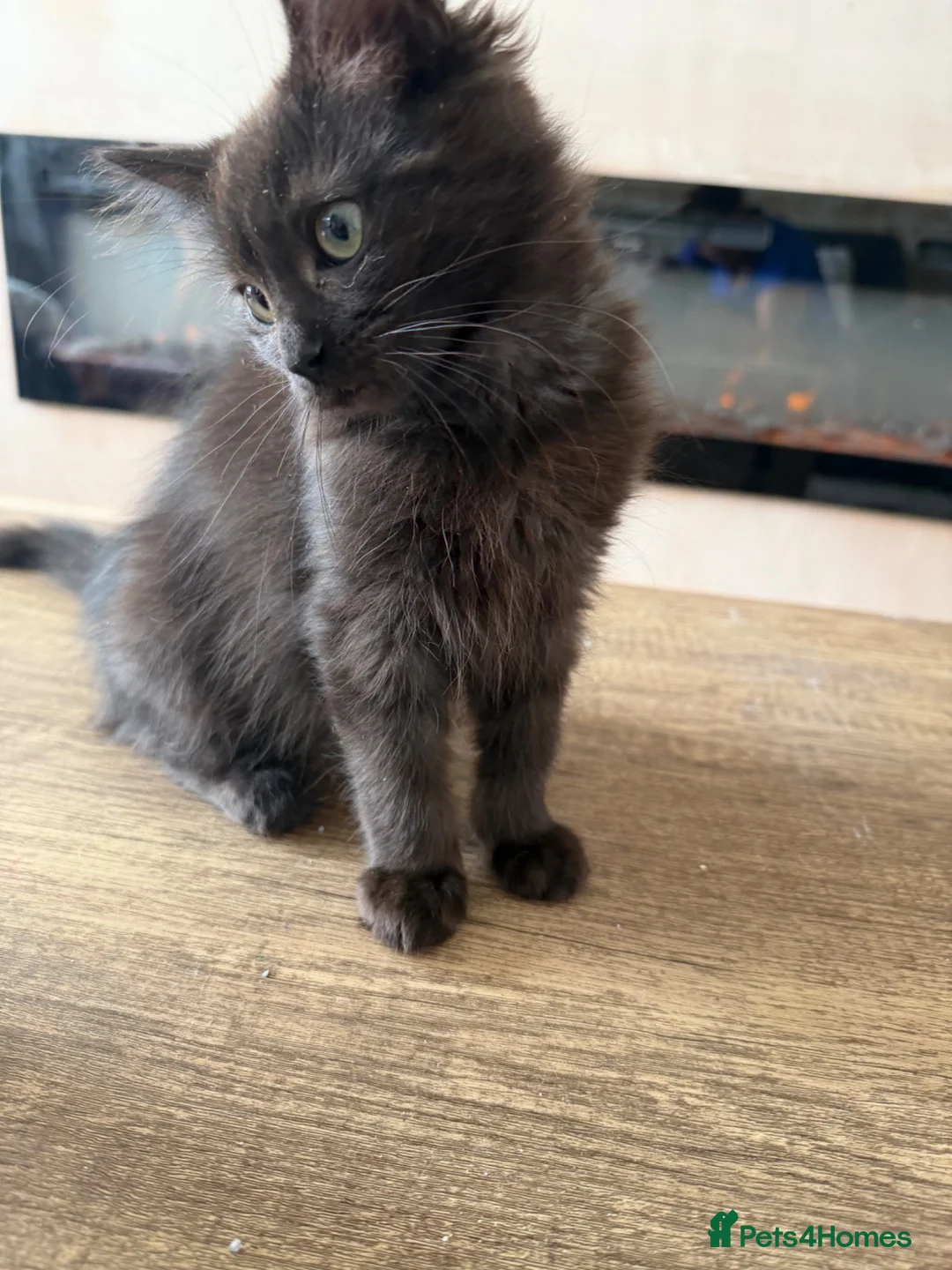 Maine Coon cats for sale: Maincoon cross ragdoll in Newcastle upon Tyne - Advert 2