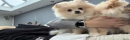 Pomeranian dogs for sale: Pomeranian males looking for there forever home  - Advert 22