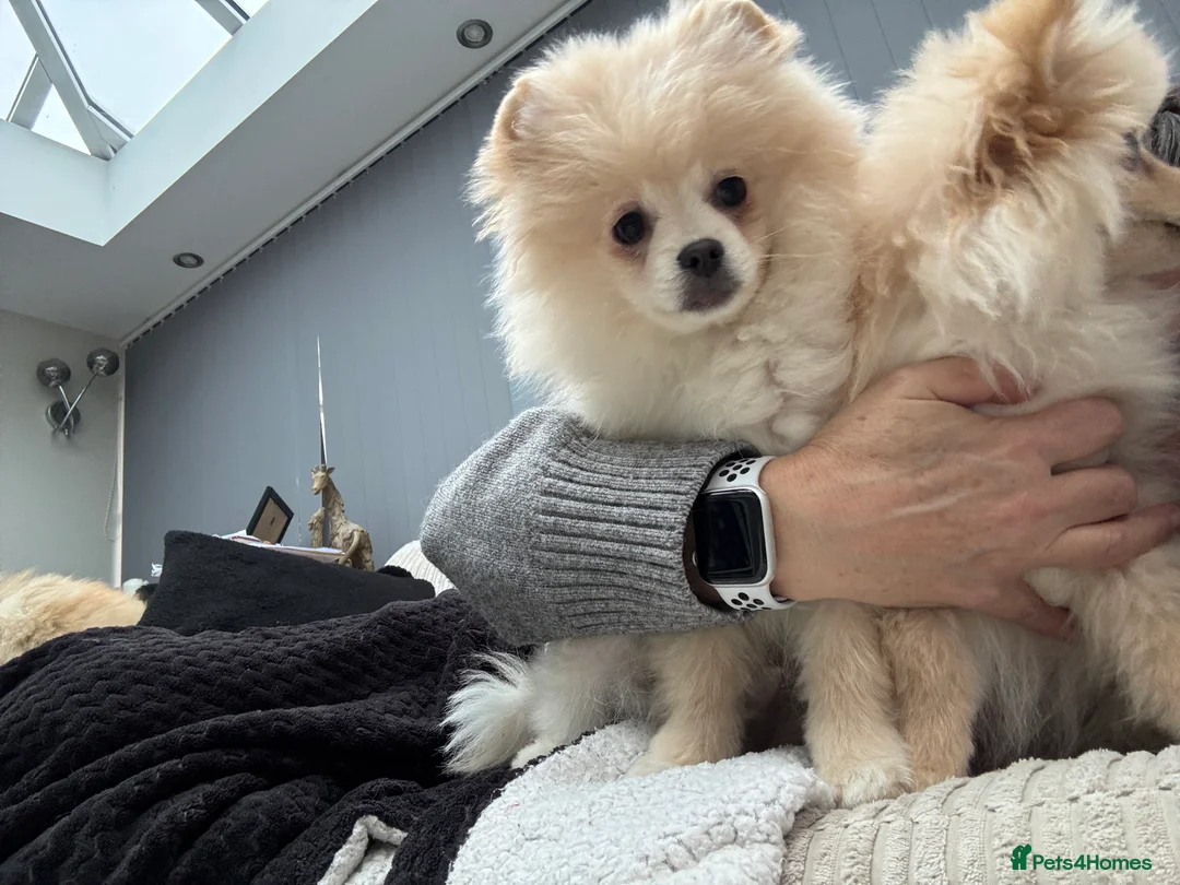 Pomeranian dogs for sale: Pomeranian males looking for there forever home  - Advert 22