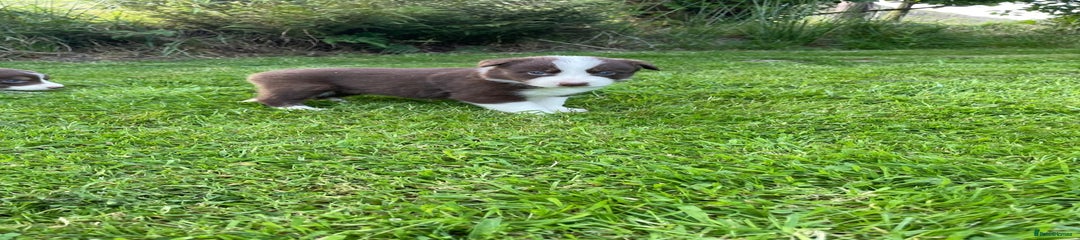 Border Collie Puppy 6