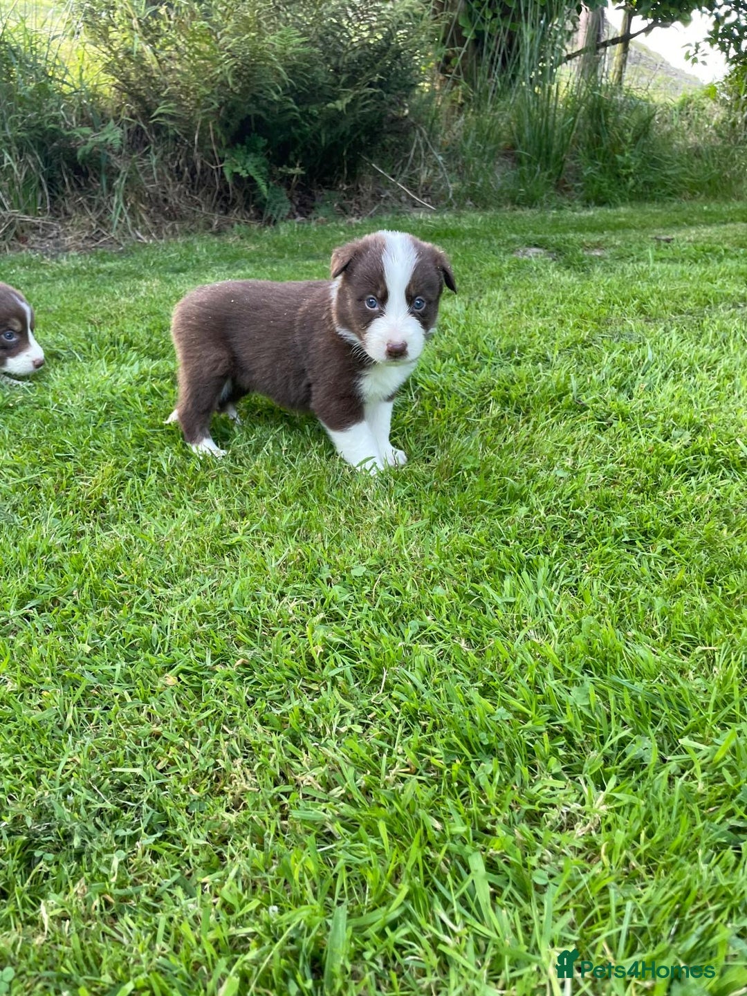 Border Collie dogs for sale: *BORDER COLLIE PUPPIES*⚫️⚪️🟤 - Image 15