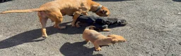 Mixed Breed dogs for sale: Rottweiler / Black Mouth Cur Mix Puppies  - Advert 15