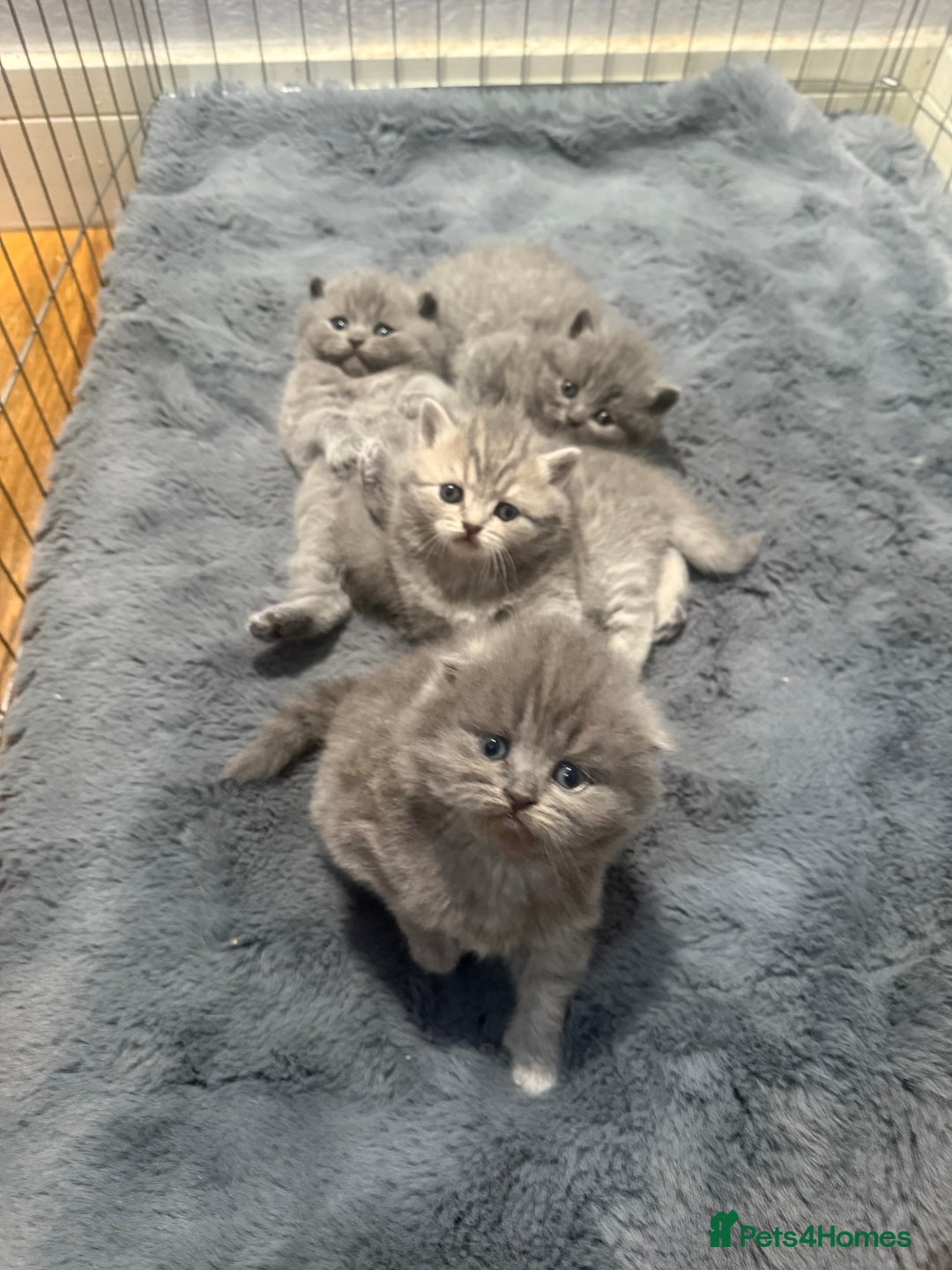 Scottish Fold cats for sale: Scottish fold kittens  - Advert 18