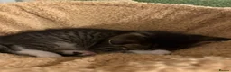 Mixed Breed cats for sale: Male kitten for sale  - Advert 4