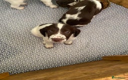 English Springer Spaniel dogs for sale: English Springer Spaniel puppies for sale  - Image 31