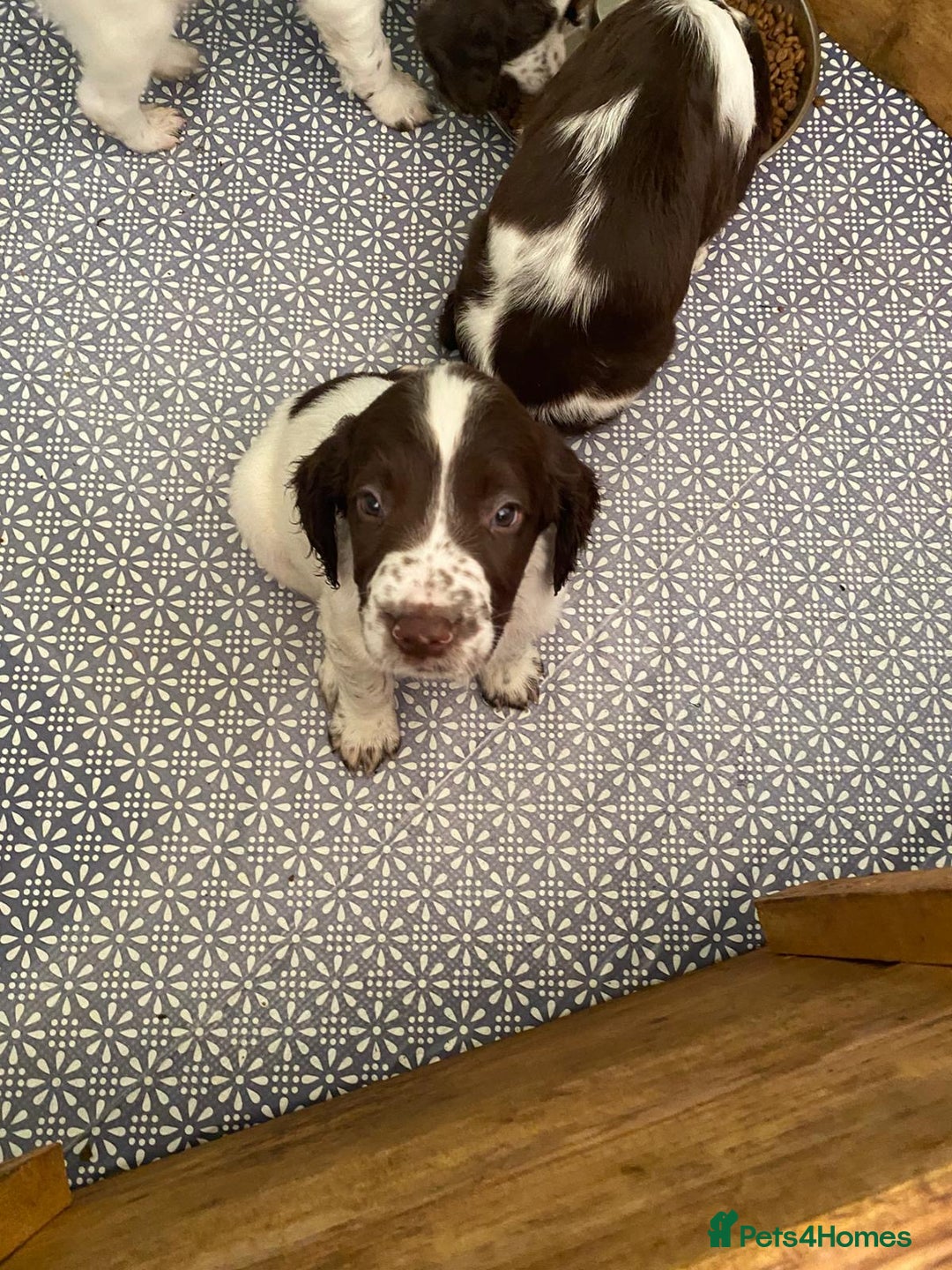 English Springer Spaniel dogs for sale: English Springer Spaniel puppies for sale  - Image 31