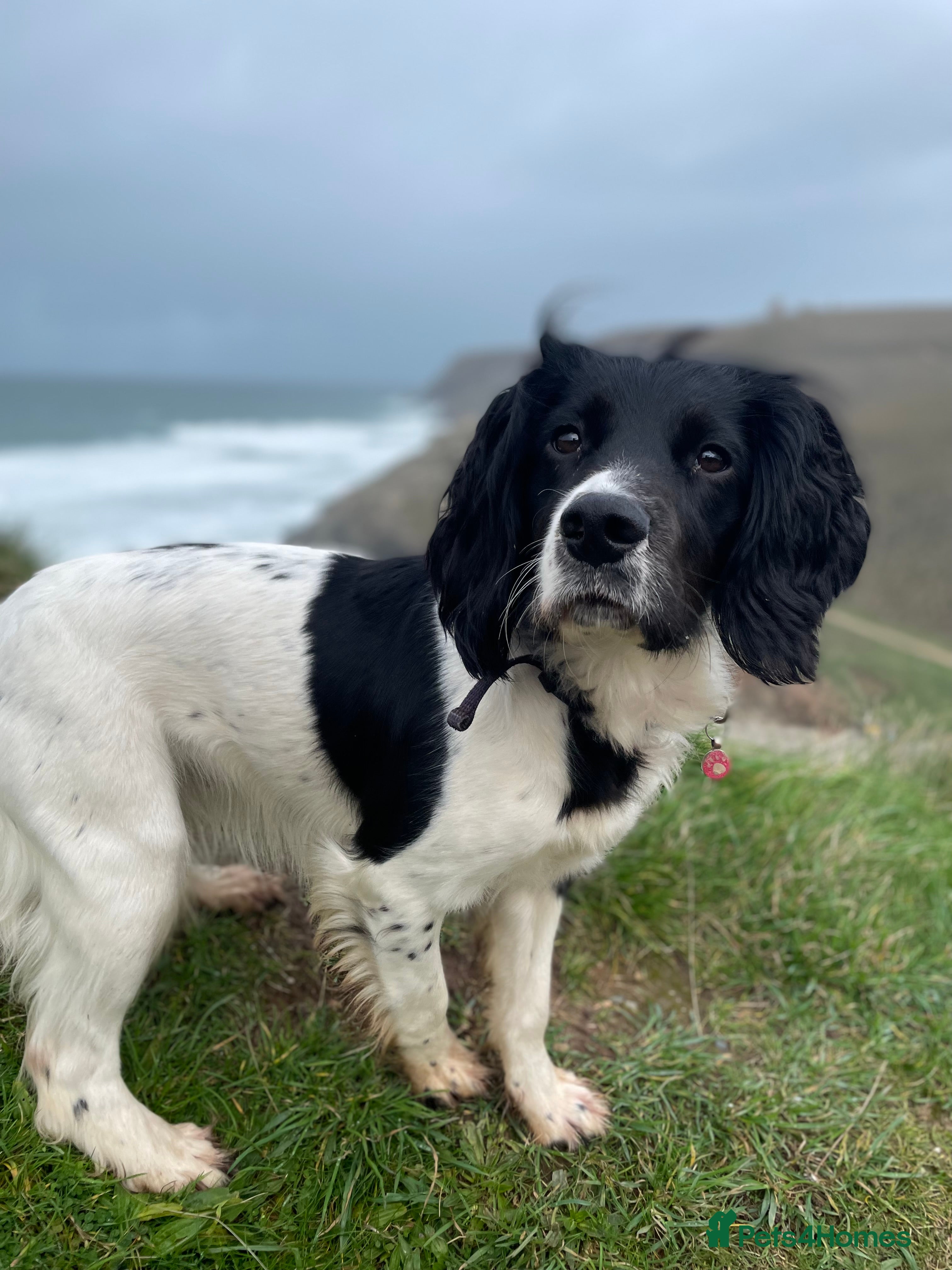 Sprocker dogs Sprocker Spaniel Puppies  - Advert 12