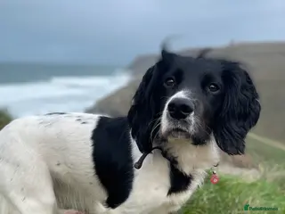 Sprocker dogs Sprocker Spaniel Puppies - Advert 12