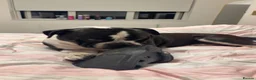 English Bulldog dogs for sale: Old English bulldog  - Advert 2