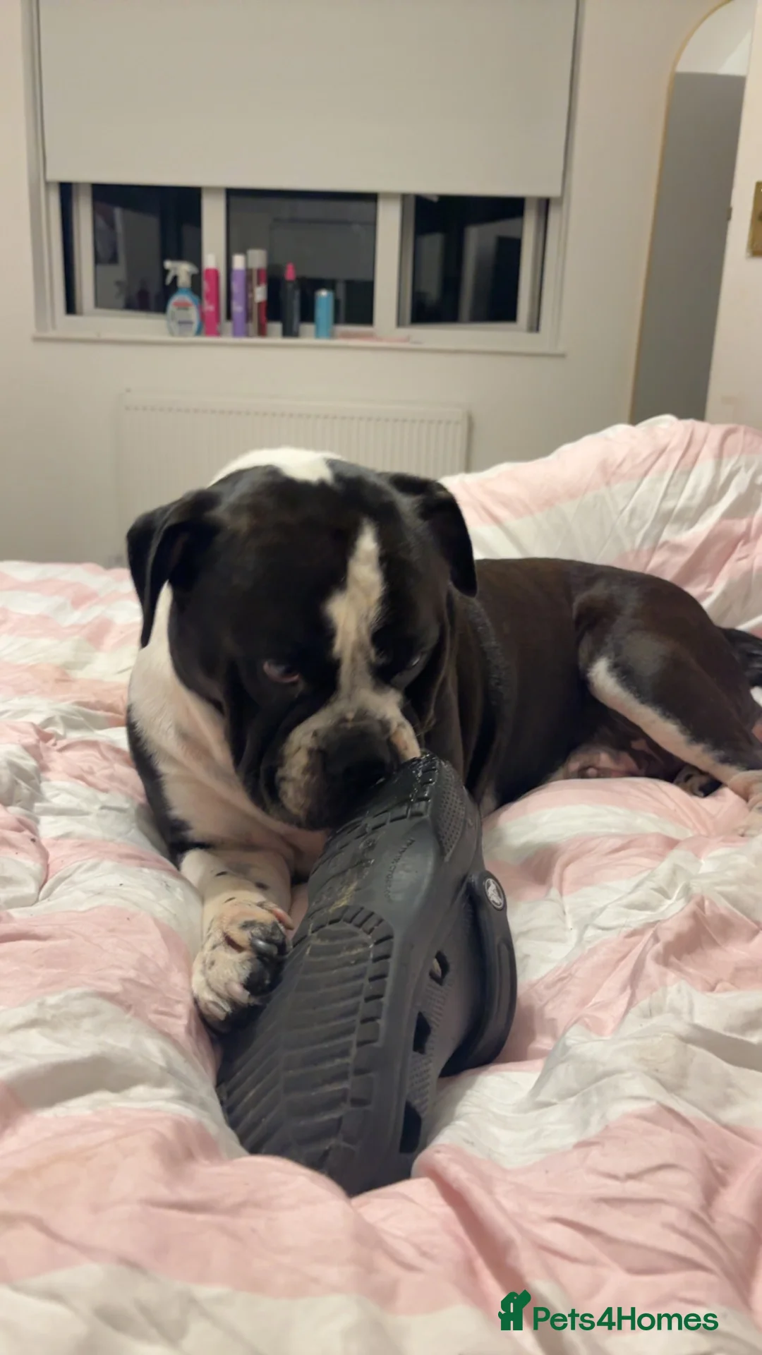 English Bulldog dogs for sale: Old English bulldog  - Advert 2