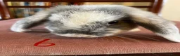 Mini Lop rabbits for sale: Lovely Mini Lop Babies - Advert 20