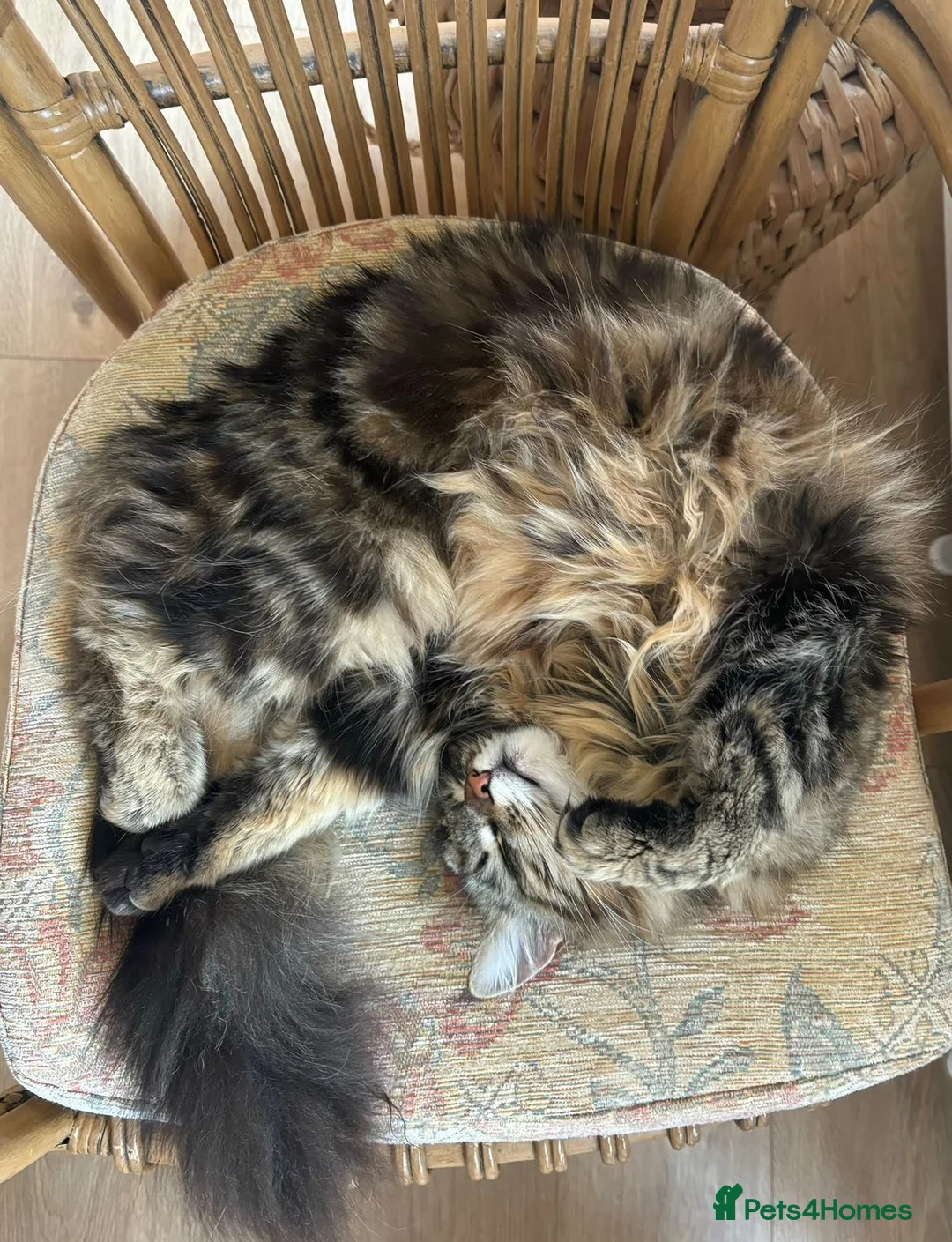 Siberian cats for sale: Gorgeous 1 year old Siberian looking for a home - Advert 1
