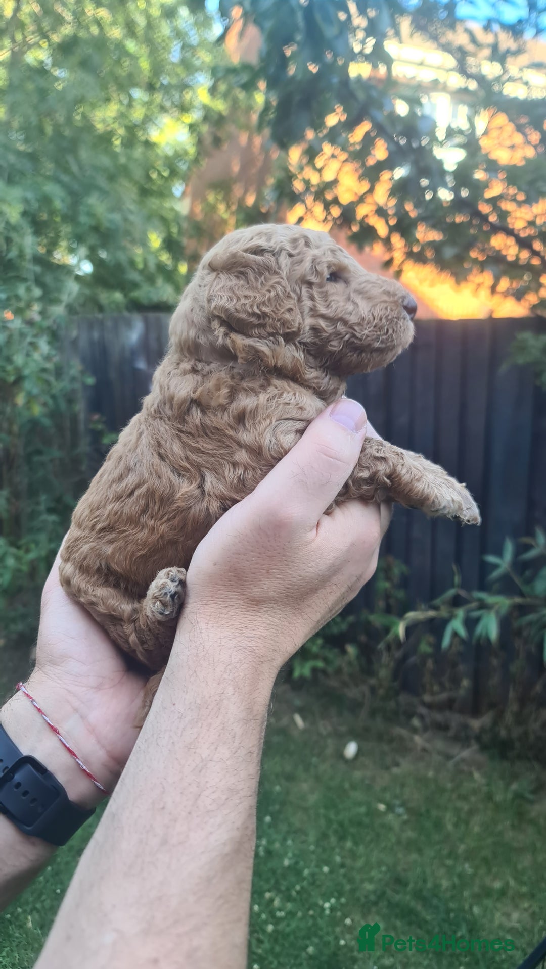Goldendoodle dogs for sale: 🐾 Adorable Standard Goldendoodle Puppies 🐾 - Image 37