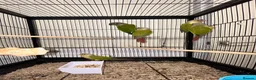 Conures birds for sale: 🦜pineapple-cheek Conures🦜 Cockatiels 🦜 - Advert 3