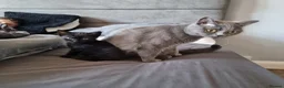 Scottish Fold cats for sale: Scottish straight x male kitten - Advert 2