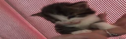 Mixed Breed cats for sale: 4 kittens  - Advert 15