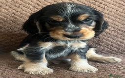 Cocker Spaniel dogs for sale: KC REG SHOW TYPE COCKER SPANIELS  - Image 3
